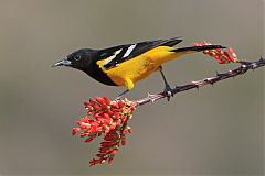 Scott's Oriole